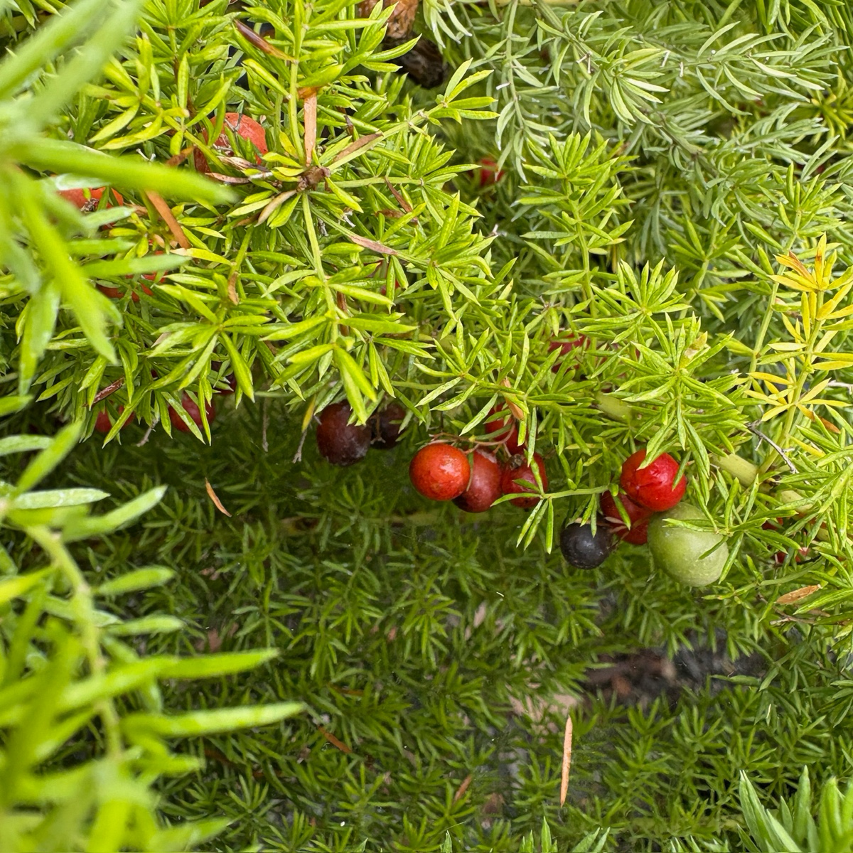 Close-up of Foxtail Asparagus Fern (Asparagus densiflorus ‘Meyeri’) with red berries on a natural background