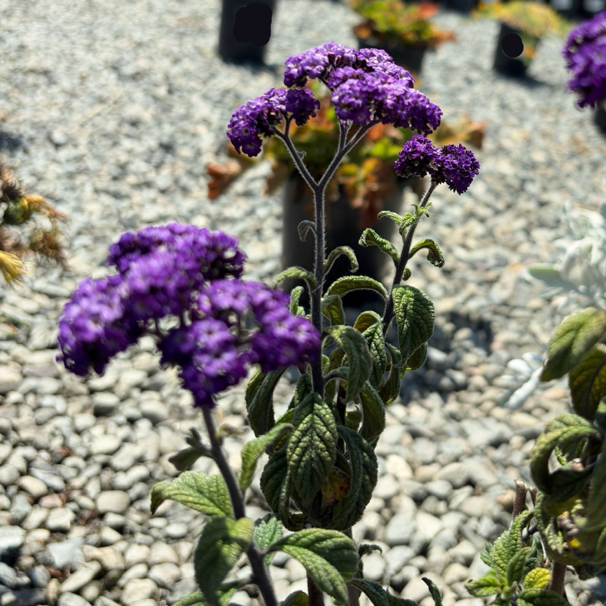 Fragrant Delight Heliotrope
