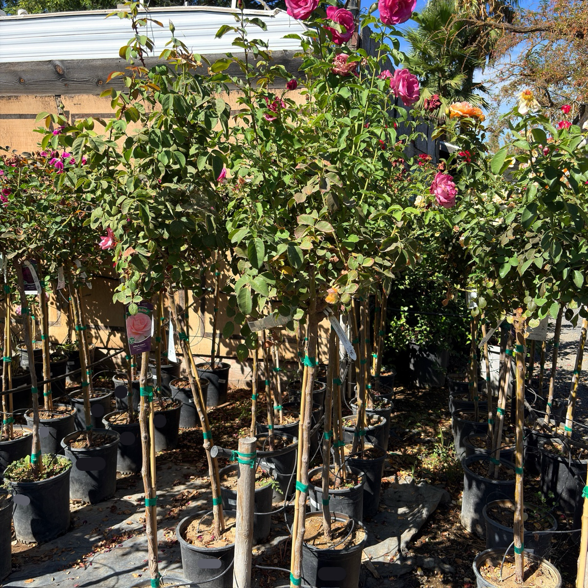 Fragrant Plum Rose