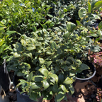 Japanese Spurge