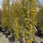 Frans Fontaine Columnar European Hornbeam