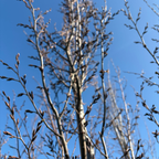 Frans Fontaine Columnar European Hornbeam