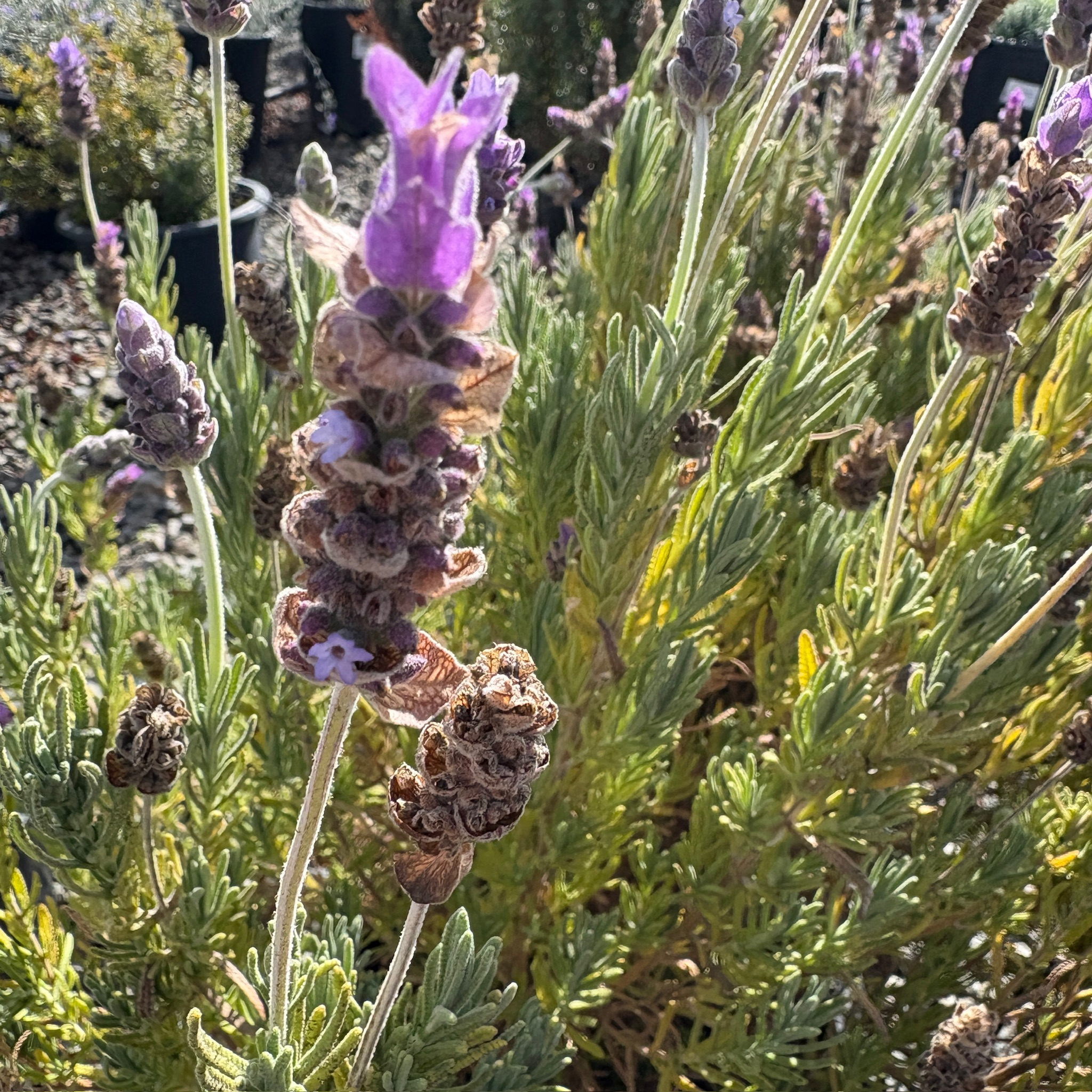 Close-up of a French Lavender plant with purple flowers and green leaves.