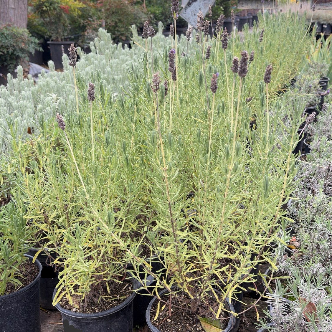 French Lavender