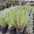 French Lavender