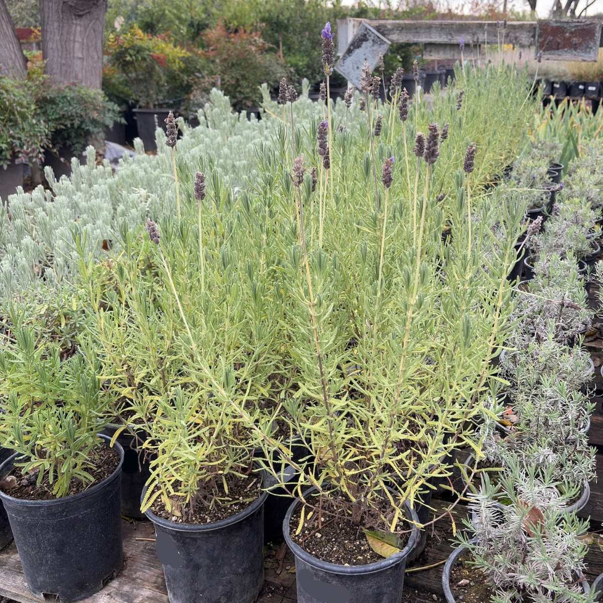 French Lavender