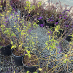 Friendship Sage