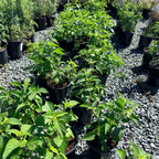 Friendship Sage