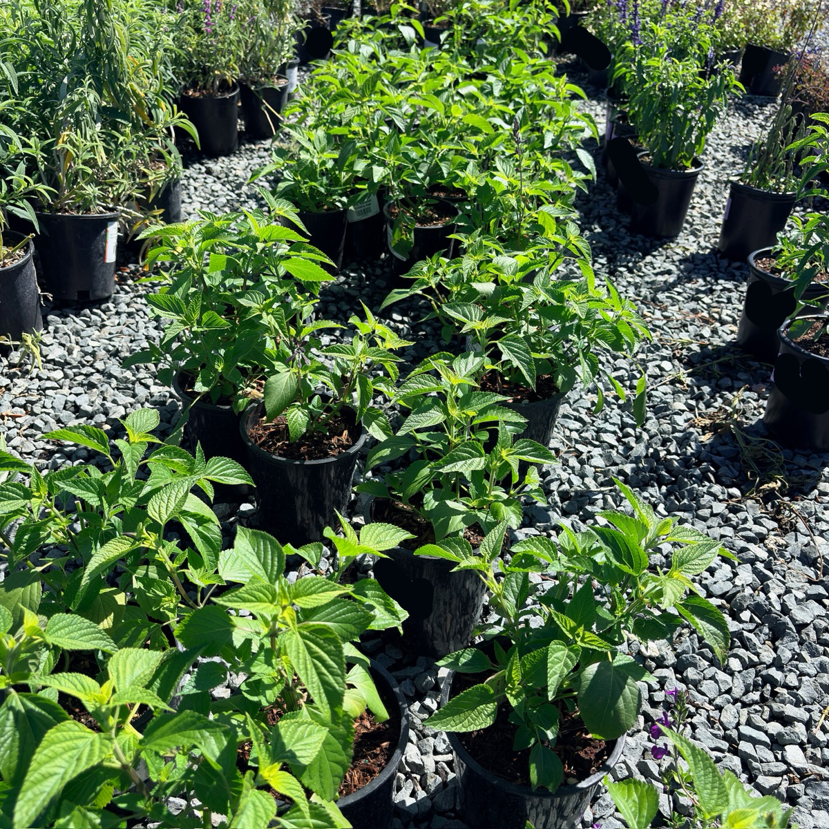 Friendship Sage