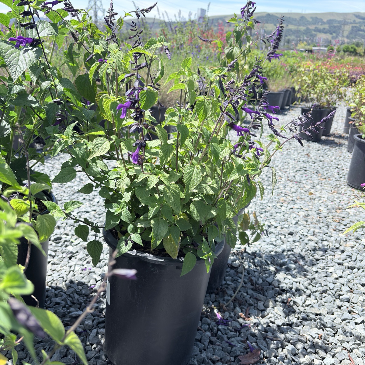 Friendship Sage