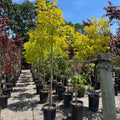 Frisia Golden Locust