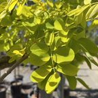 Frisia Golden Locust