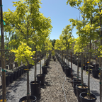 Frisia Golden Locust