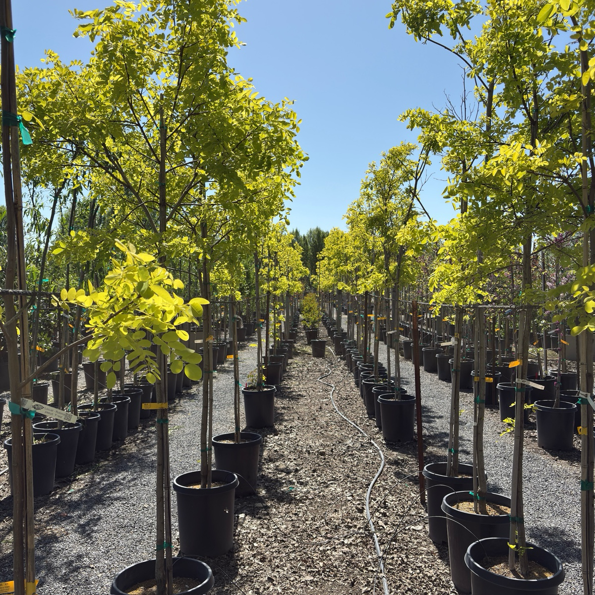 Frisia Golden Locust