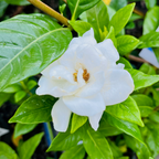Frist Love Gardenia