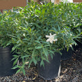 Potted Frostproof Gardenia plant with a white flower in a garden setting