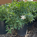 Potted Frostproof Gardenia plant with a white flower in a garden setting