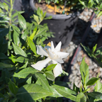 Frostproof Gardenia