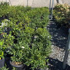 Frostproof Gardenia