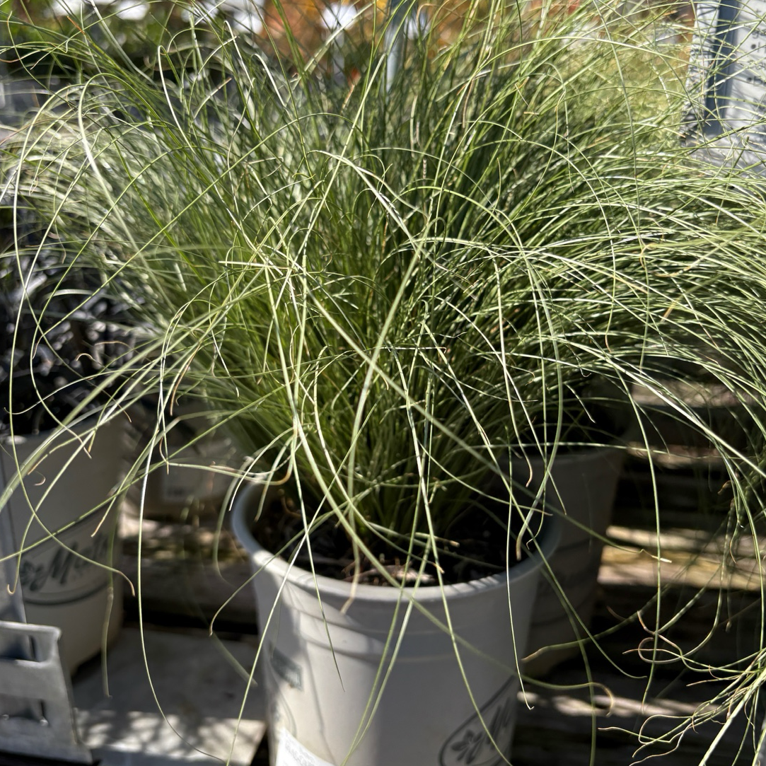 Potted Frosty Curls Hair Sedge with long green leaves in a garden setting