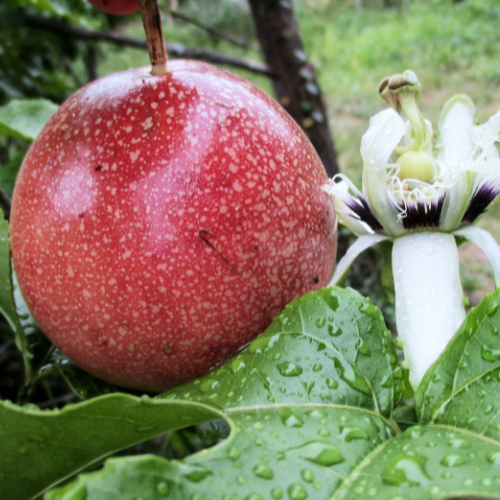 Passion fruit with a white flower on green leaves