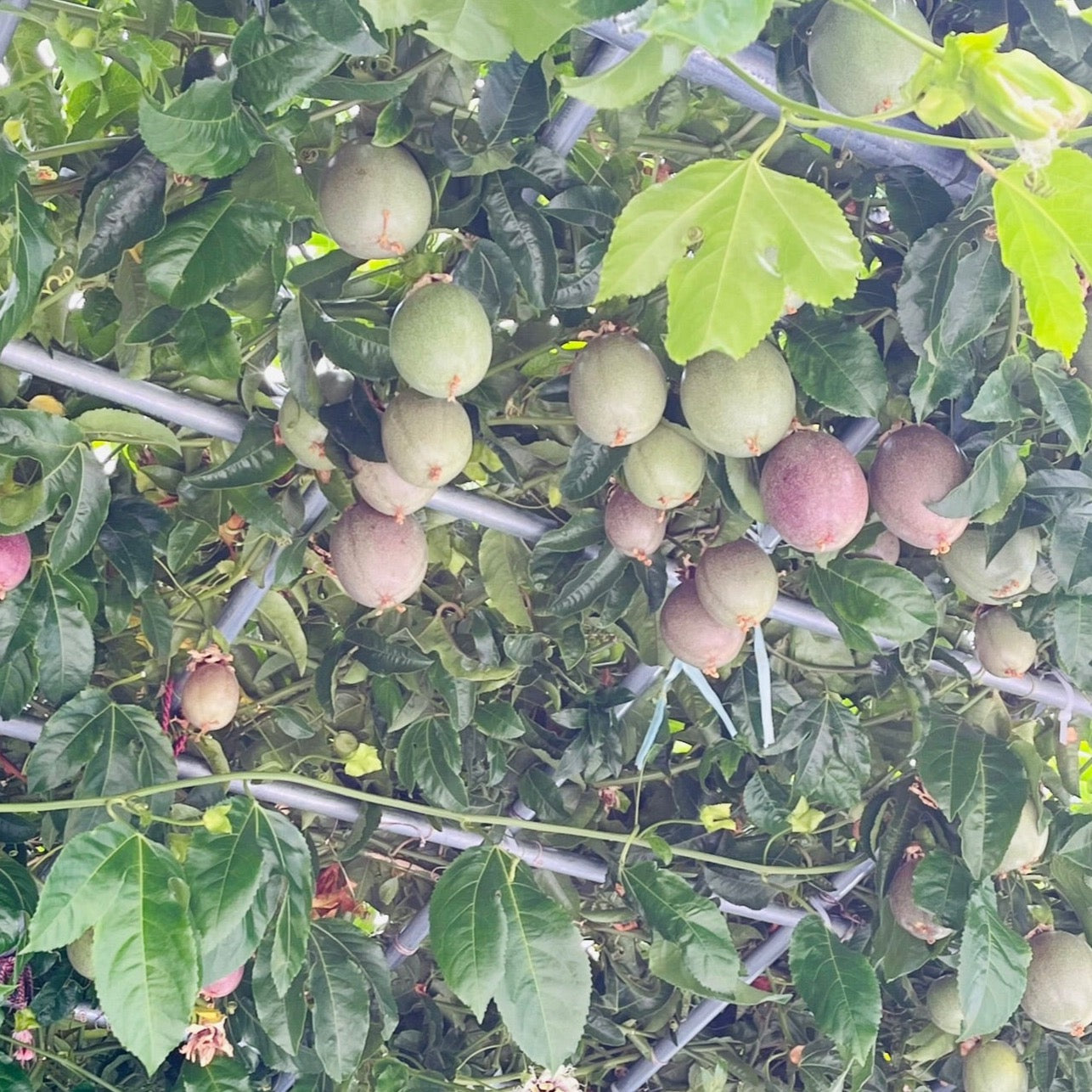 Passion fruits growing on a tree with green leaves