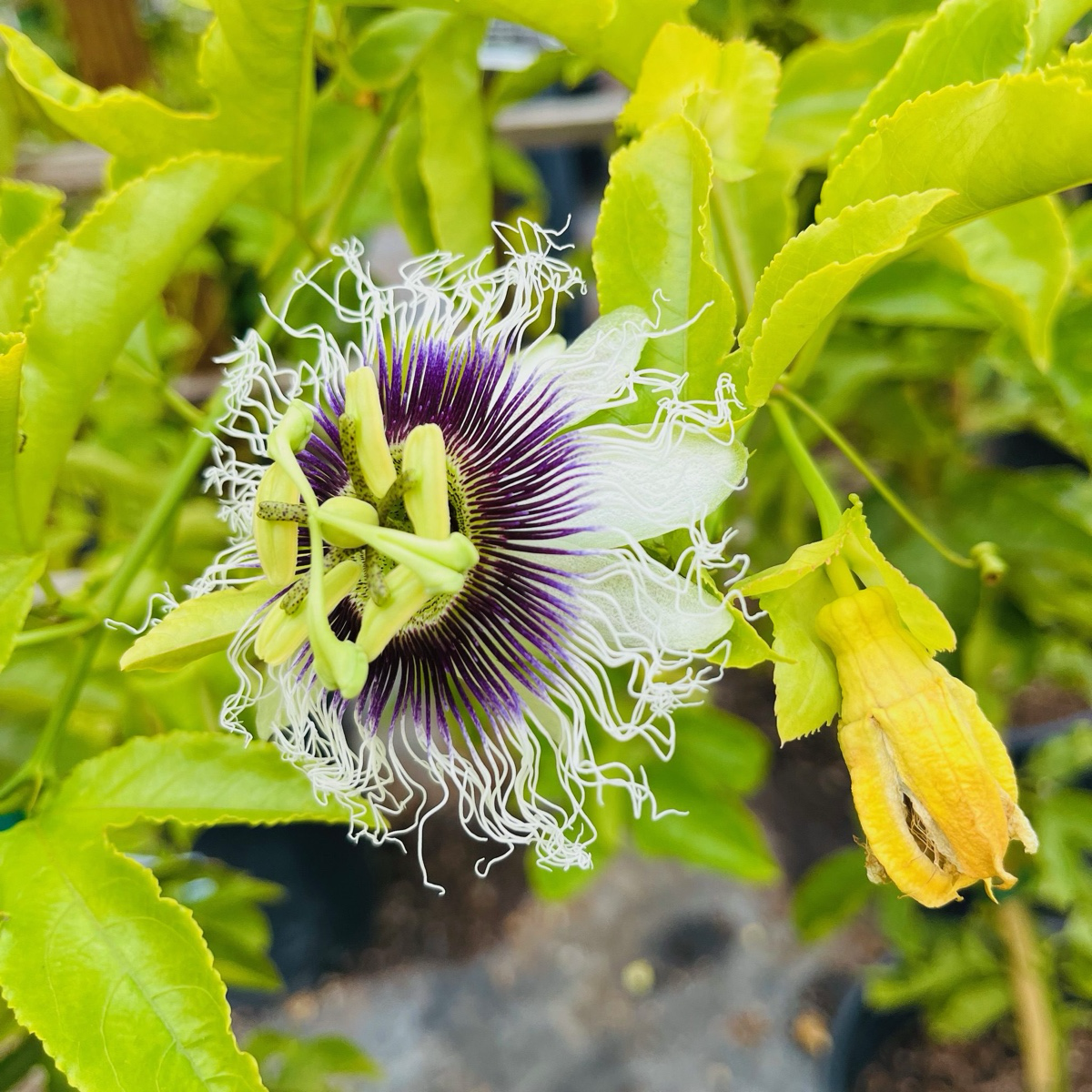 Passion flower with green leaves and a blurred background