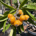 Fruiting Loquat branch with green leaves in an outdoor setting