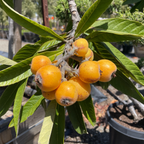 Fruiting Loquat branch with green leaves in an outdoor setting