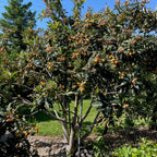 Fruiting Loquat fruits in a garden setting