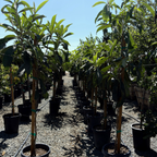 Row of potted Fruiting Loquat trees in a nursery setting with clear blue sky.