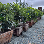 Row of potted Fruiting Loquat in wooden crates on a gravel surface