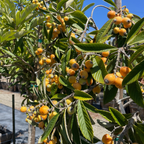 Orange fruits on a Fruiting Loquat tree with a clear blue sky in the background