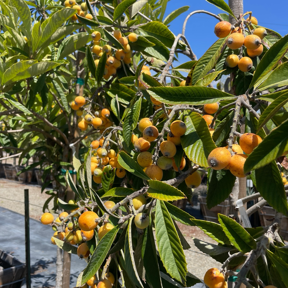 Orange fruits on a Fruiting Loquat tree with a clear blue sky in the background