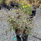 Fruitland Silverberry