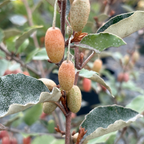 Fruitland Silverberry