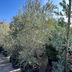 Fruitless Olive