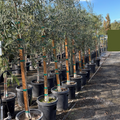 Fruitless Olives