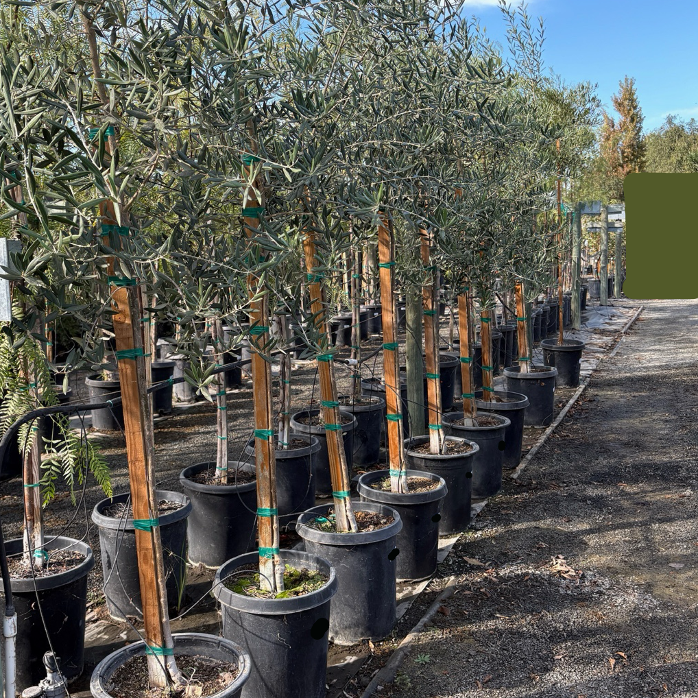 Fruitless Olives