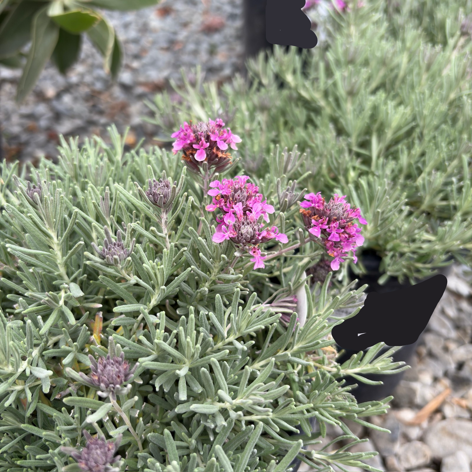 Fruity Germander
