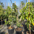 Fuerte Avocado