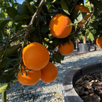 Fukumoto Navel Orange
