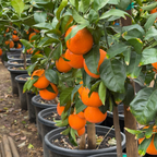 Fukumoto Navel Orange