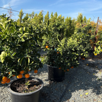 Fukumoto Navel Orange