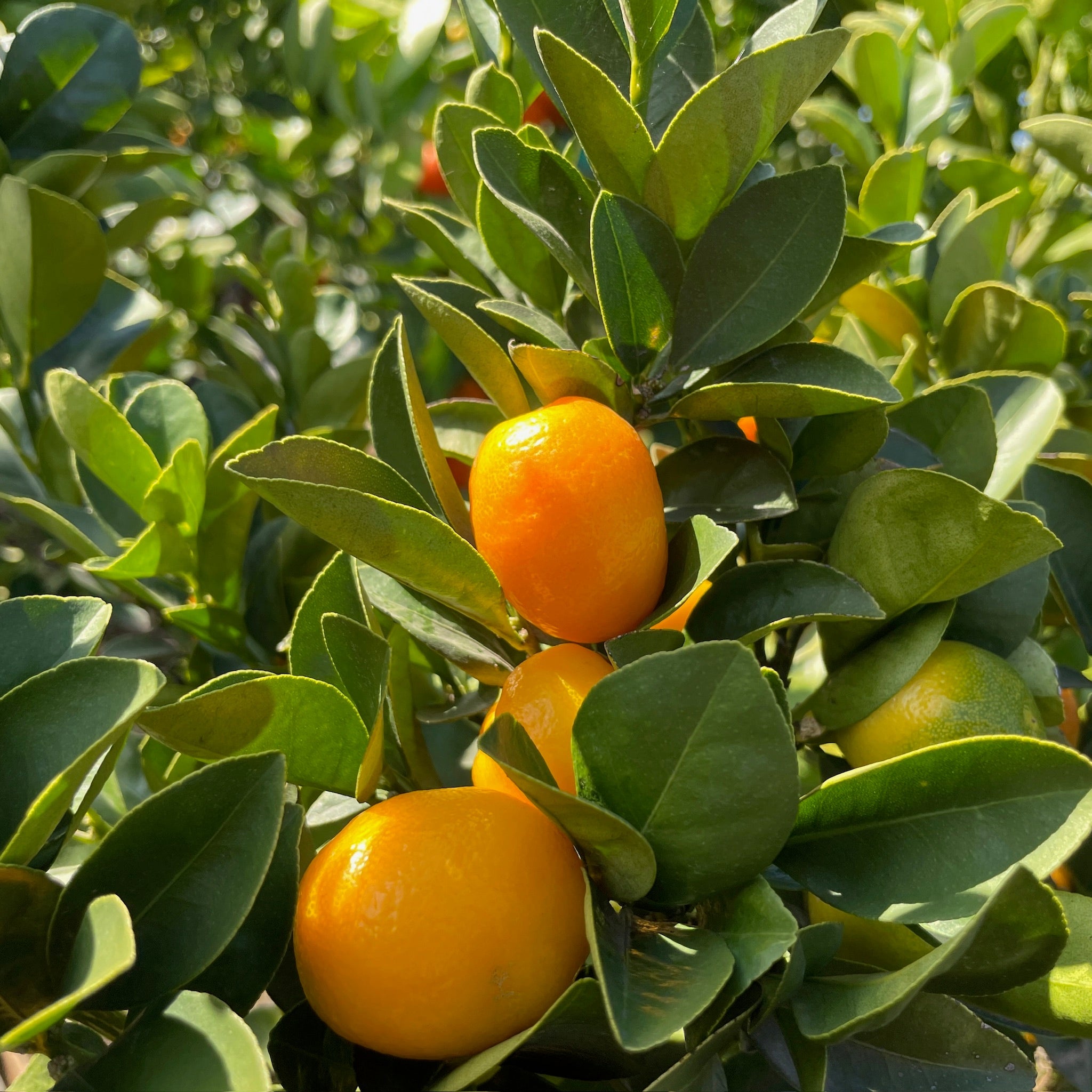 Fukushu_Kumquat-1.jpg?v=