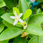 Fukushu Kumquat