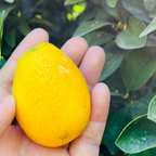 Fukushu Kumquat
