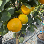 Fukushu Kumquat