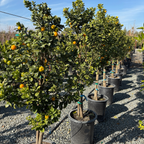 Fukushu Kumquat