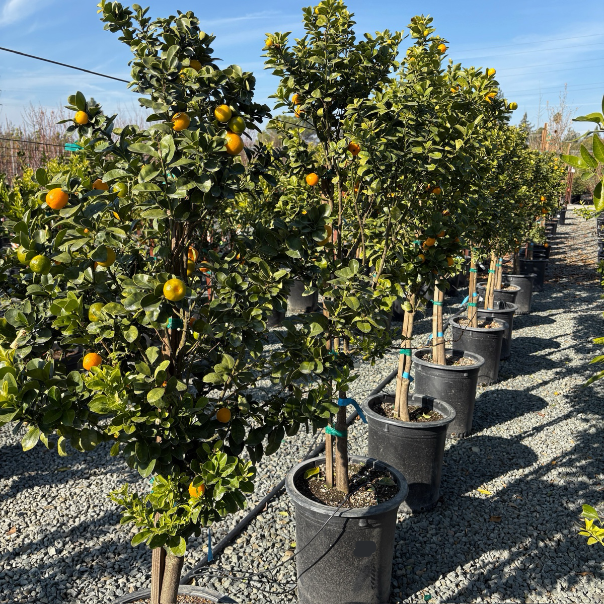 福寿金桔树| 梨形金桔丰产| 四月风味巅峰| 阳台盆栽珍品– Victory Nursery